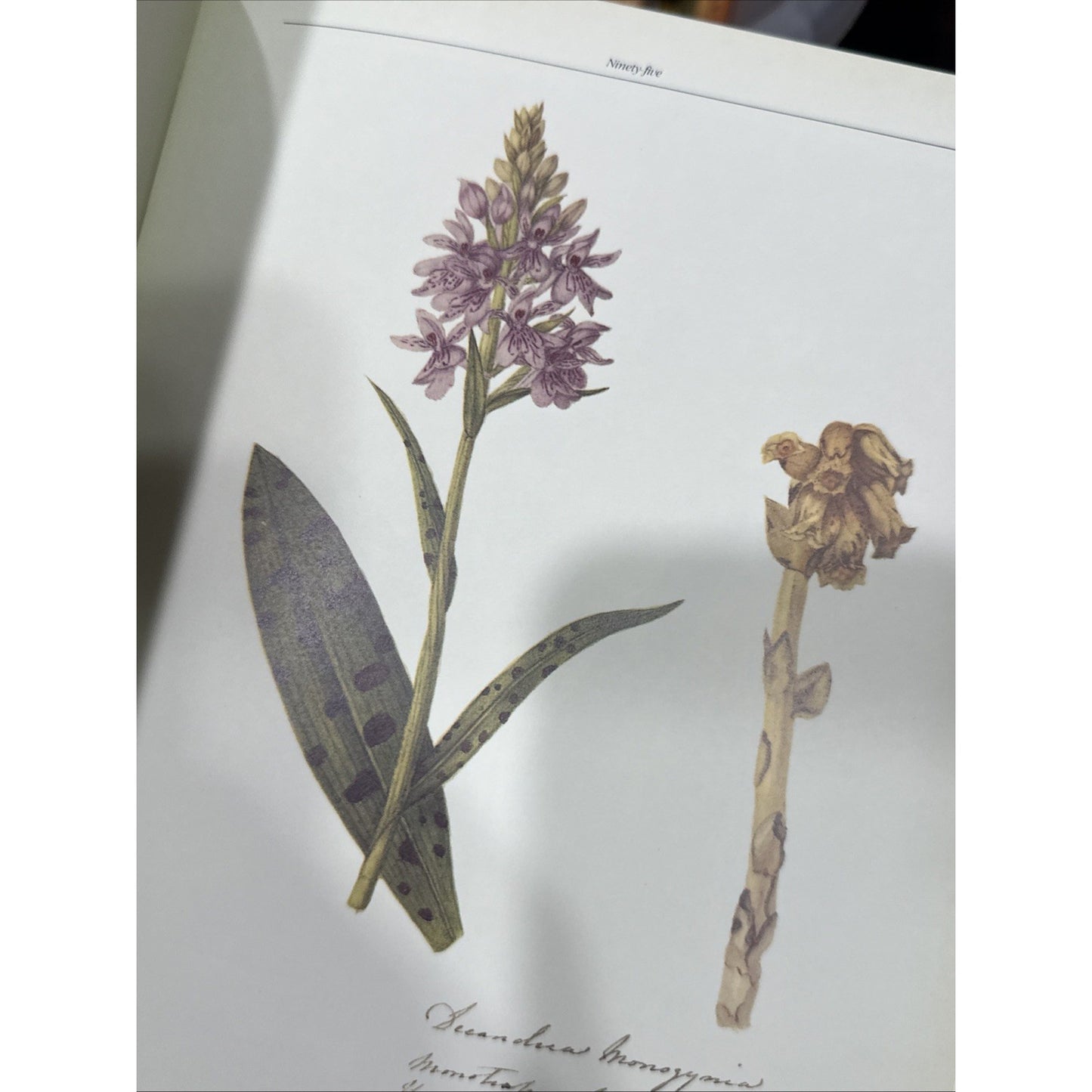 The Frampton Flora / RICHARD MABEY - 1985 Hardcover Book