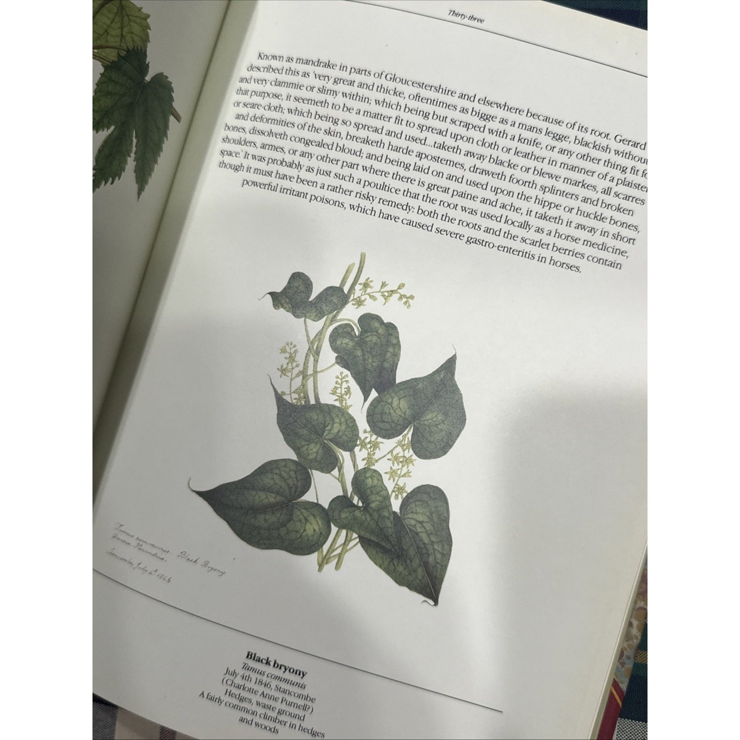 The Frampton Flora / RICHARD MABEY - 1985 Hardcover Book