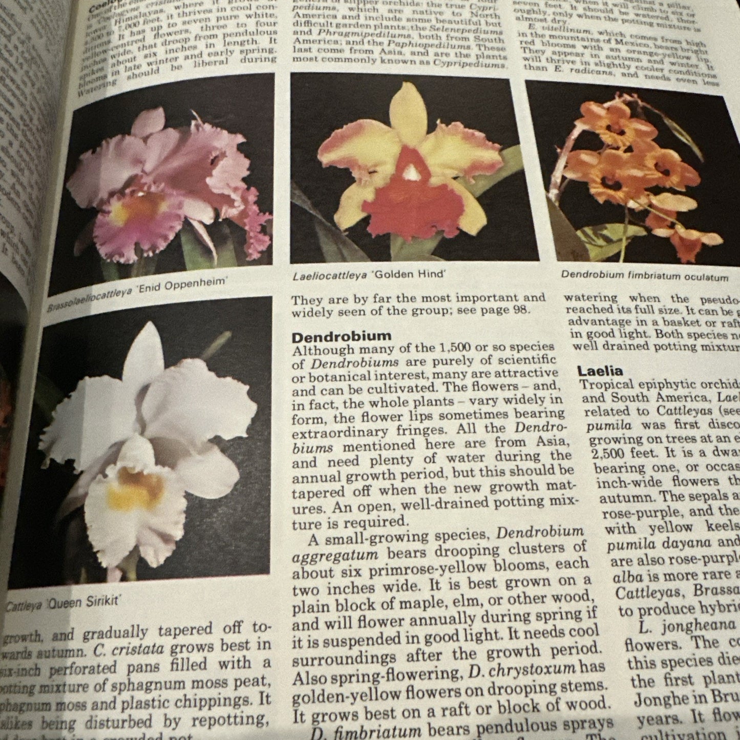 The Complete Indoor Gardner Revised Edition Edited by Michael Wright