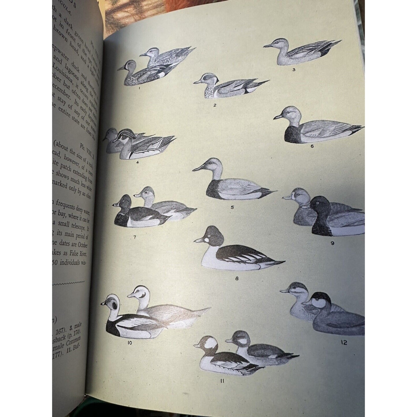 Louisiana Birds George Lowery 2nd Revised Edition Hardcover