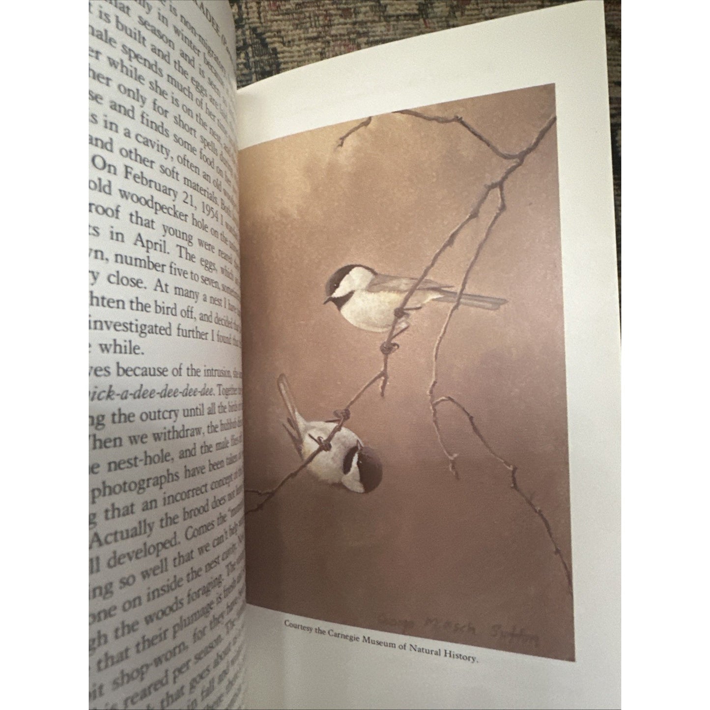 Fifty Common Birds Of Oklahoma by George Miksch Sutton