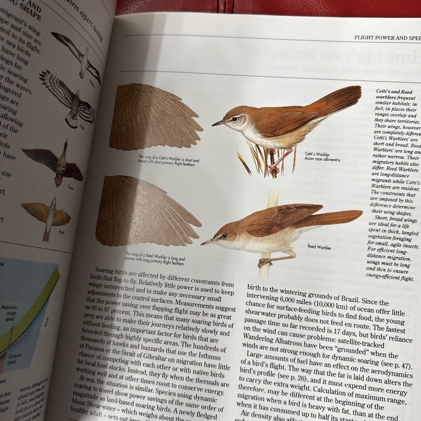 The Random House: Atlas of Bird Migration, Exceptional Condition