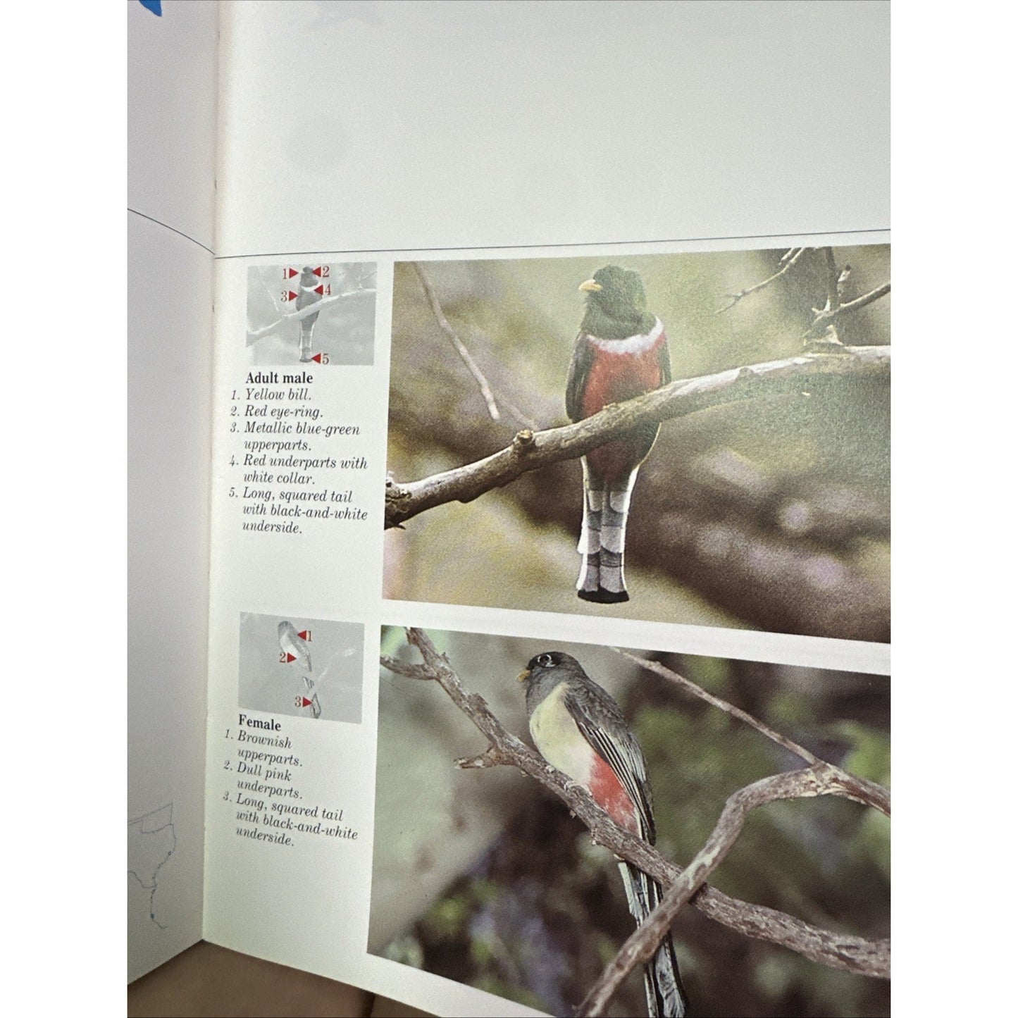 The Audubon Society Master Guide to Birding, Vol. 2: Gulls to Dippers