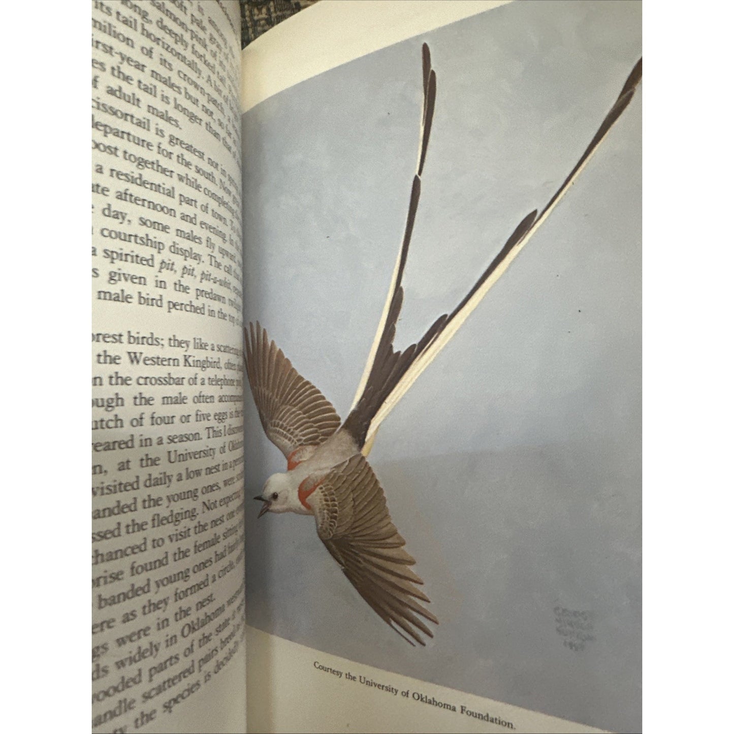 Fifty Common Birds Of Oklahoma by George Miksch Sutton