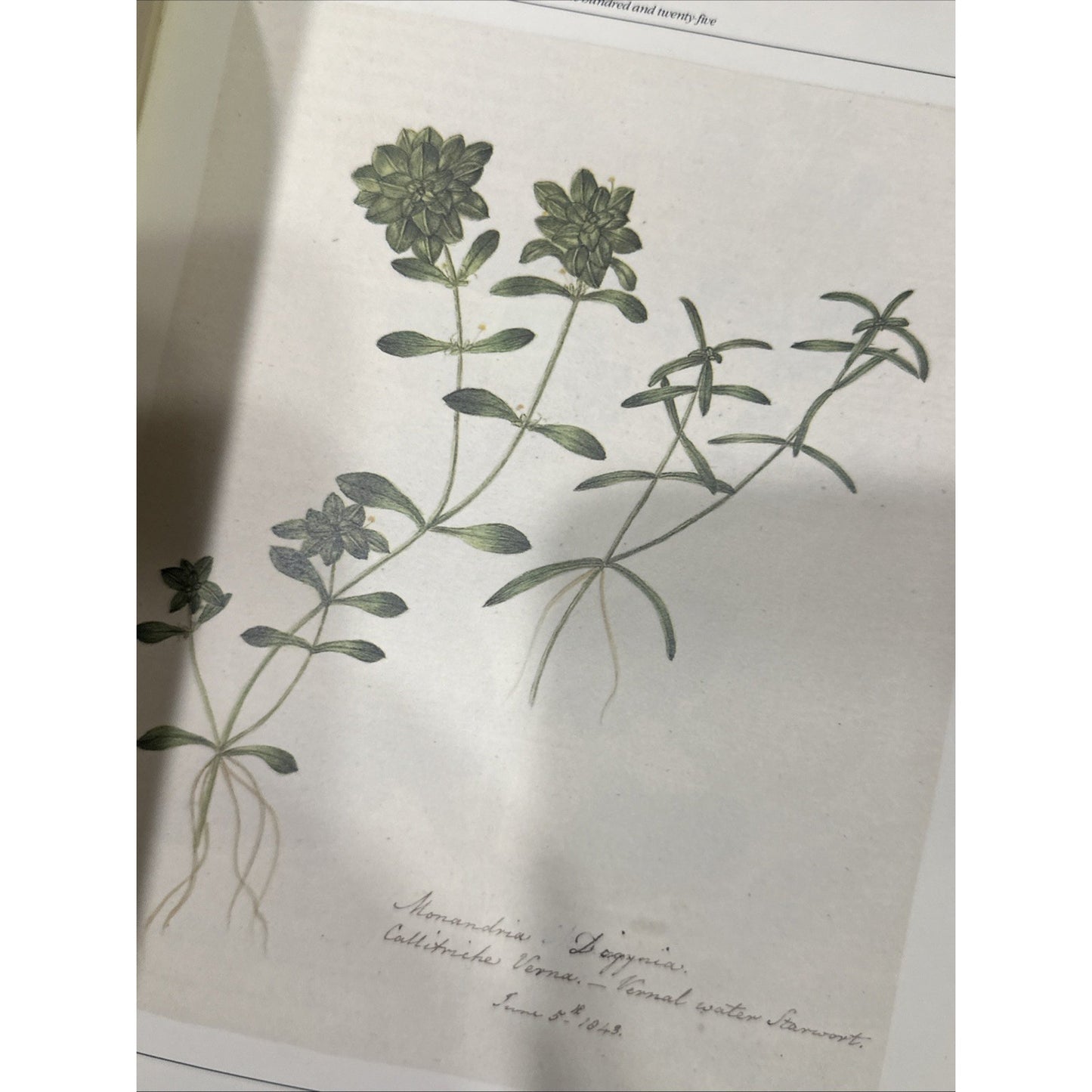 The Frampton Flora / RICHARD MABEY - 1985 Hardcover Book