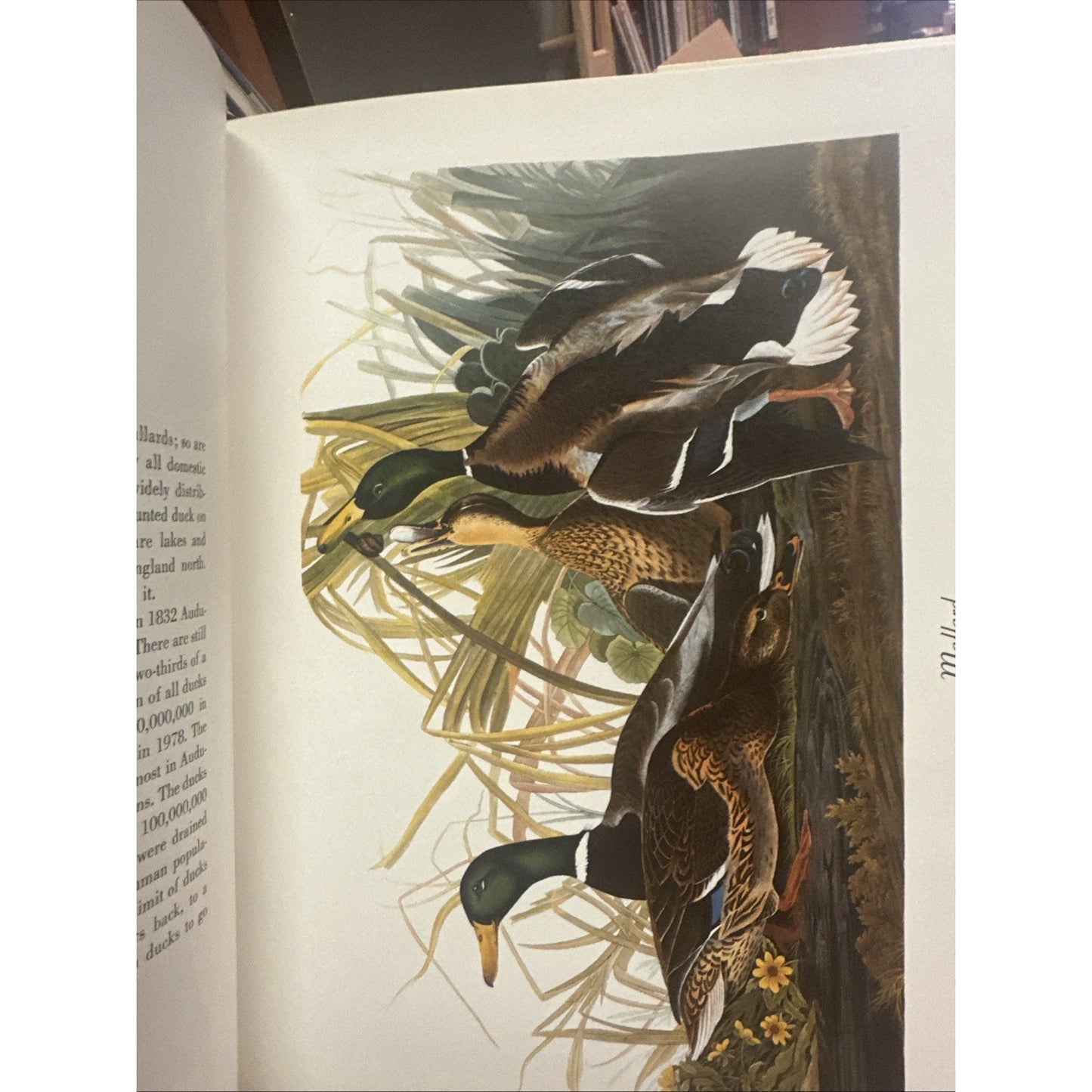 102 Favorite Audubon Birds of America by Random House Value Publishing Staff...