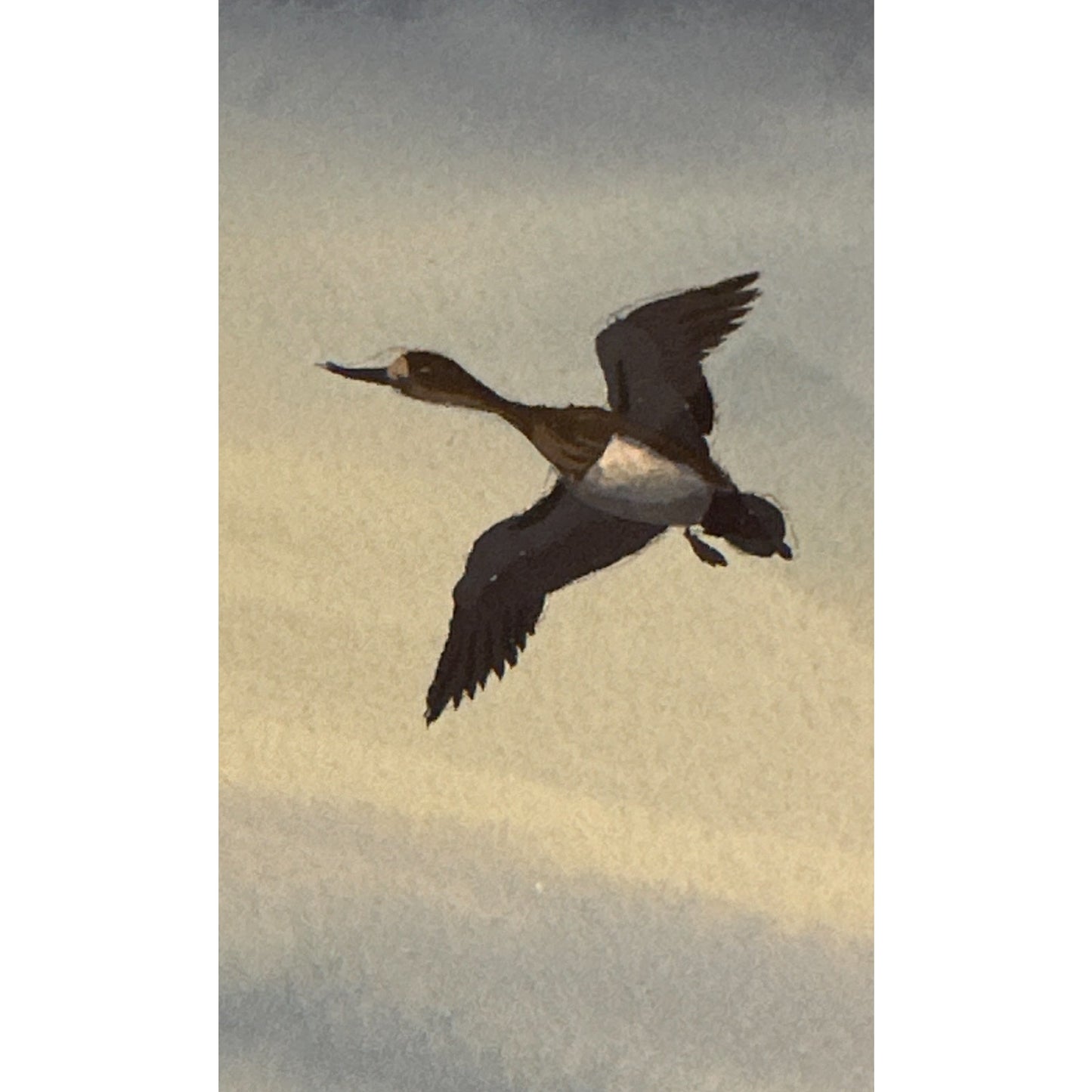 Along the coast, watercolour, signed Winston Megoran
Water Fowl watercolor