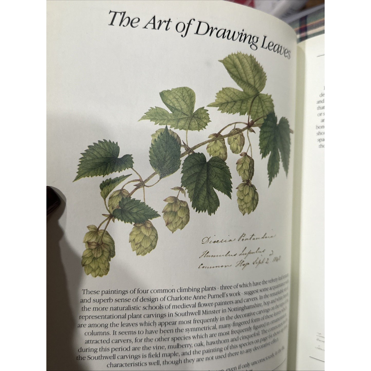 The Frampton Flora / RICHARD MABEY - 1985 Hardcover Book