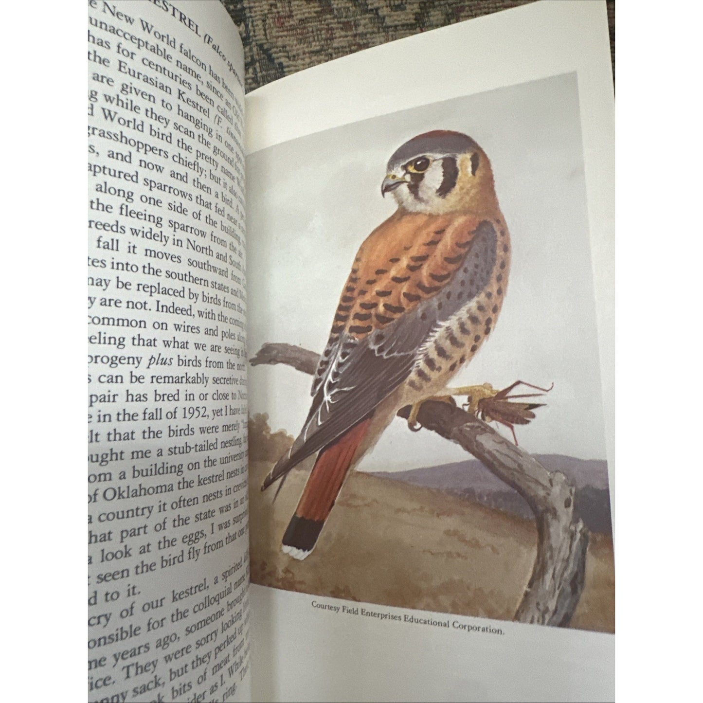 Fifty Common Birds Of Oklahoma by George Miksch Sutton