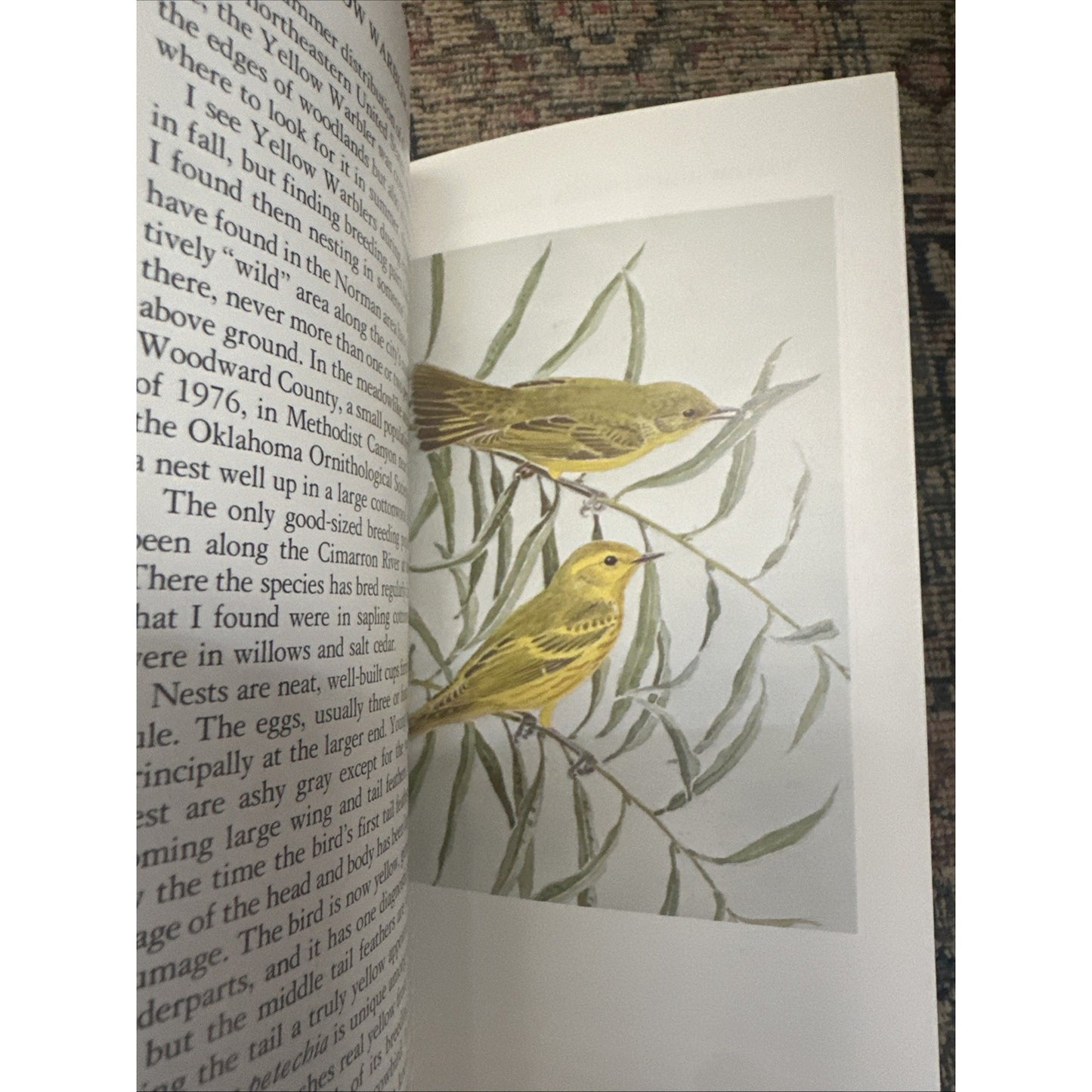 Fifty Common Birds Of Oklahoma by George Miksch Sutton