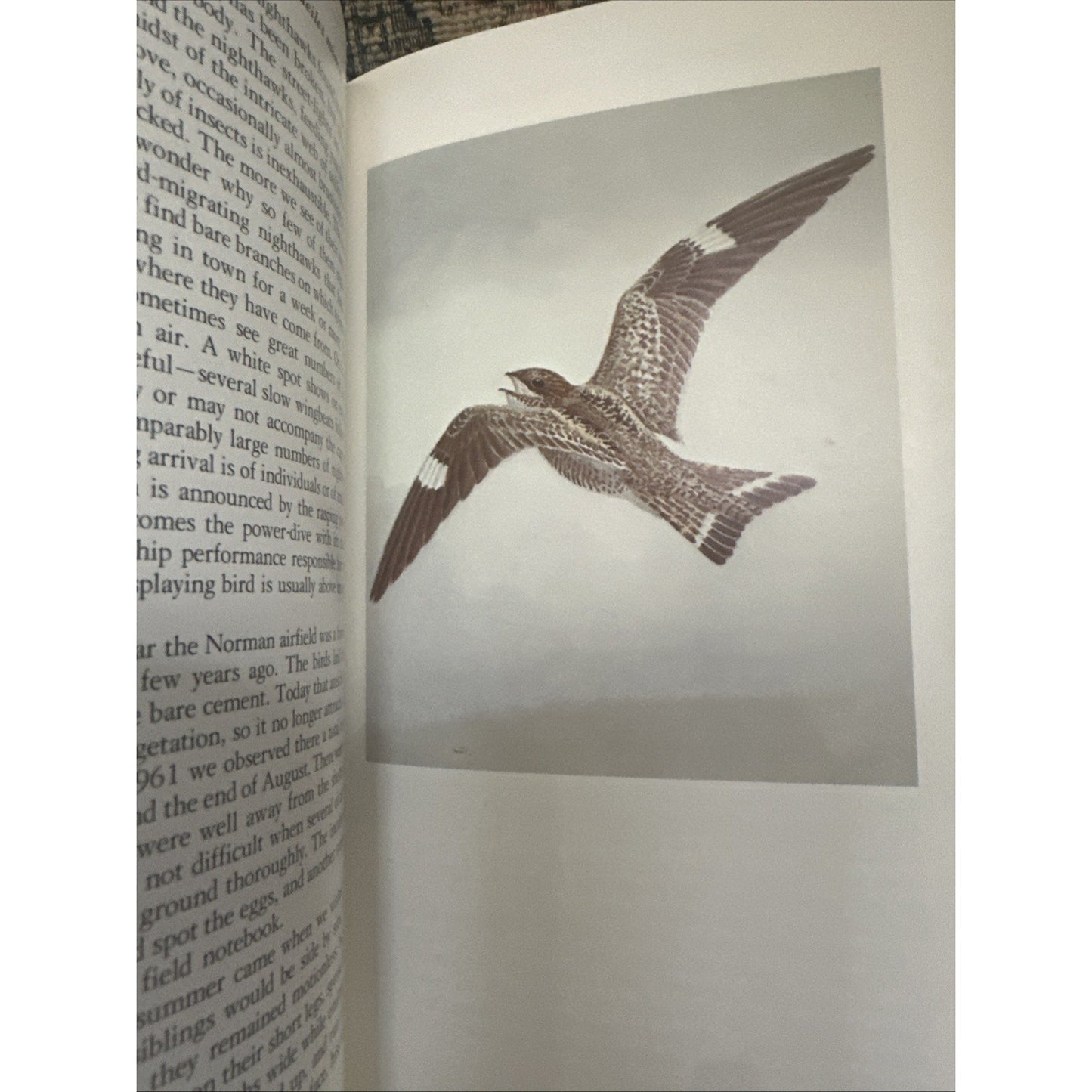 Fifty Common Birds Of Oklahoma by George Miksch Sutton