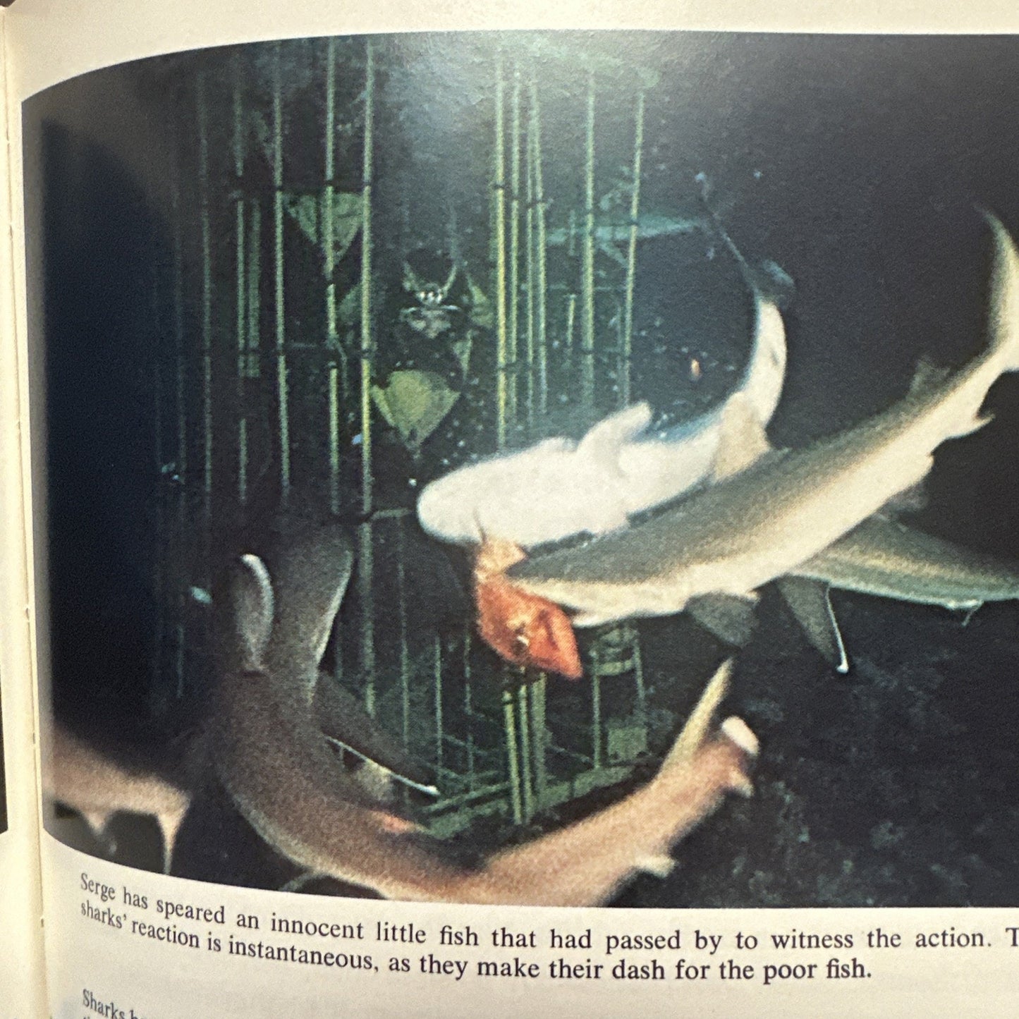 The Shark - Jacques-Yves Cousteau (Dust Jacket, 1970)