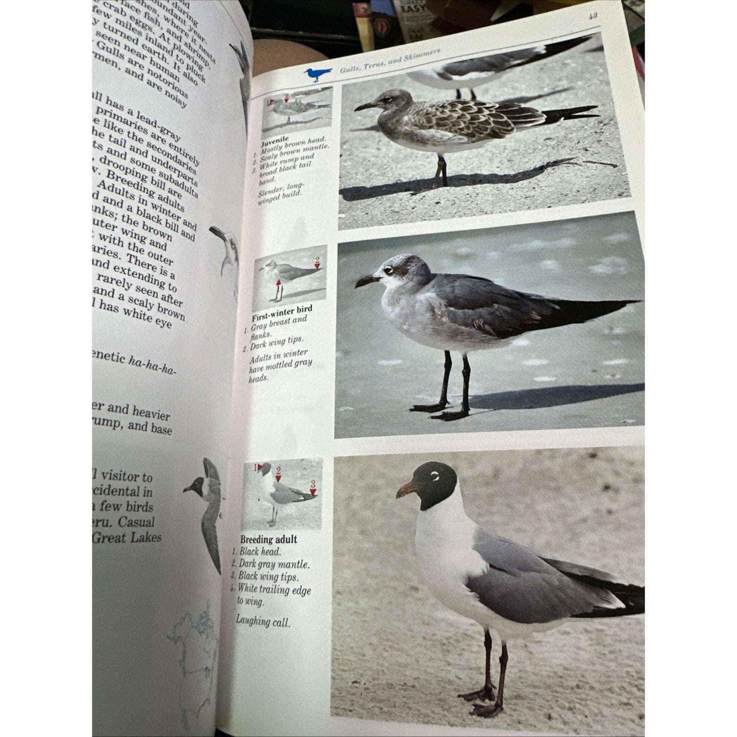The Audubon Society Master Guide to Birding, Vol. 2: Gulls to Dippers