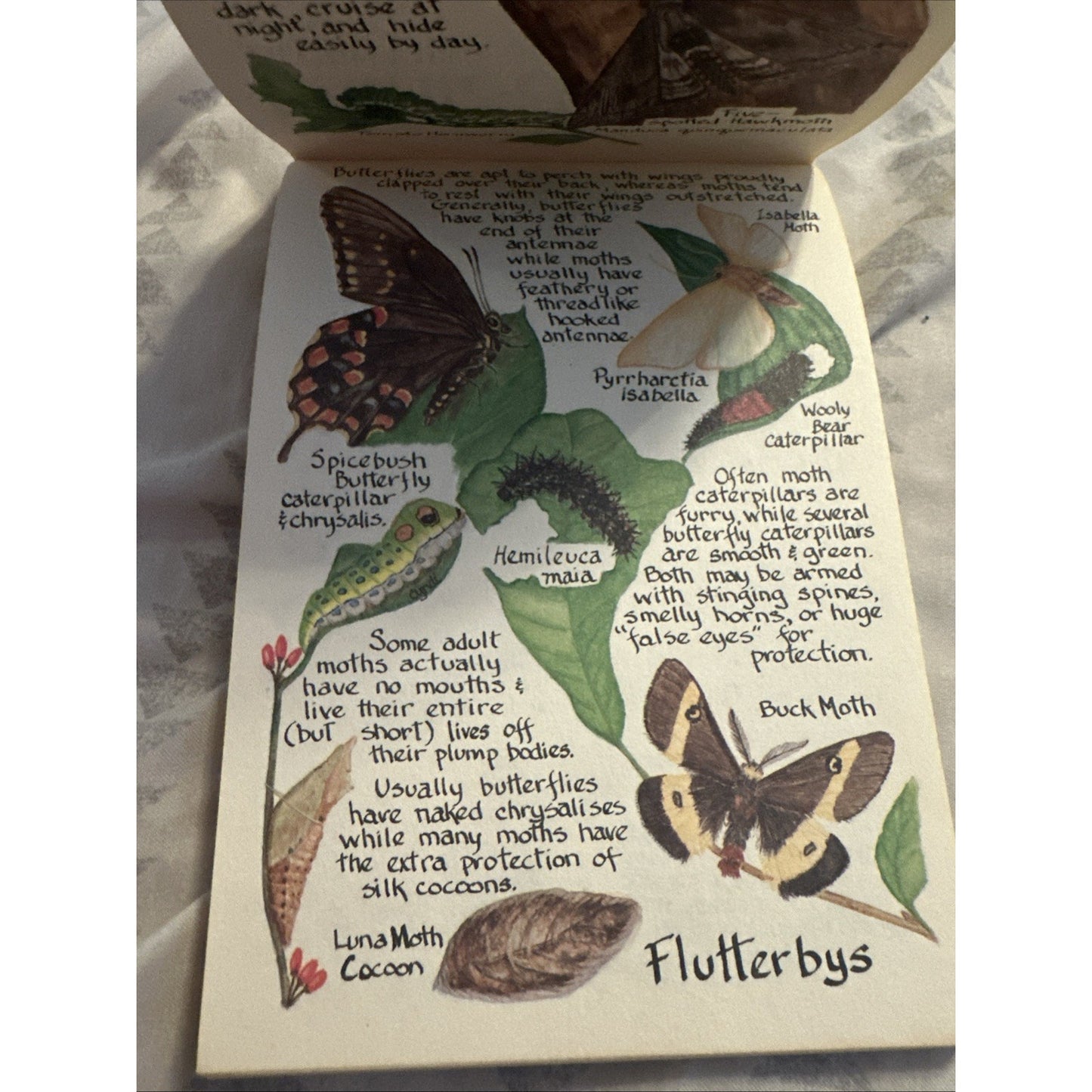 PAINTED LADIES: BUTTERFLIES OF NORTH AMERICA By Millie Miller/Cyndi Nelson 1993