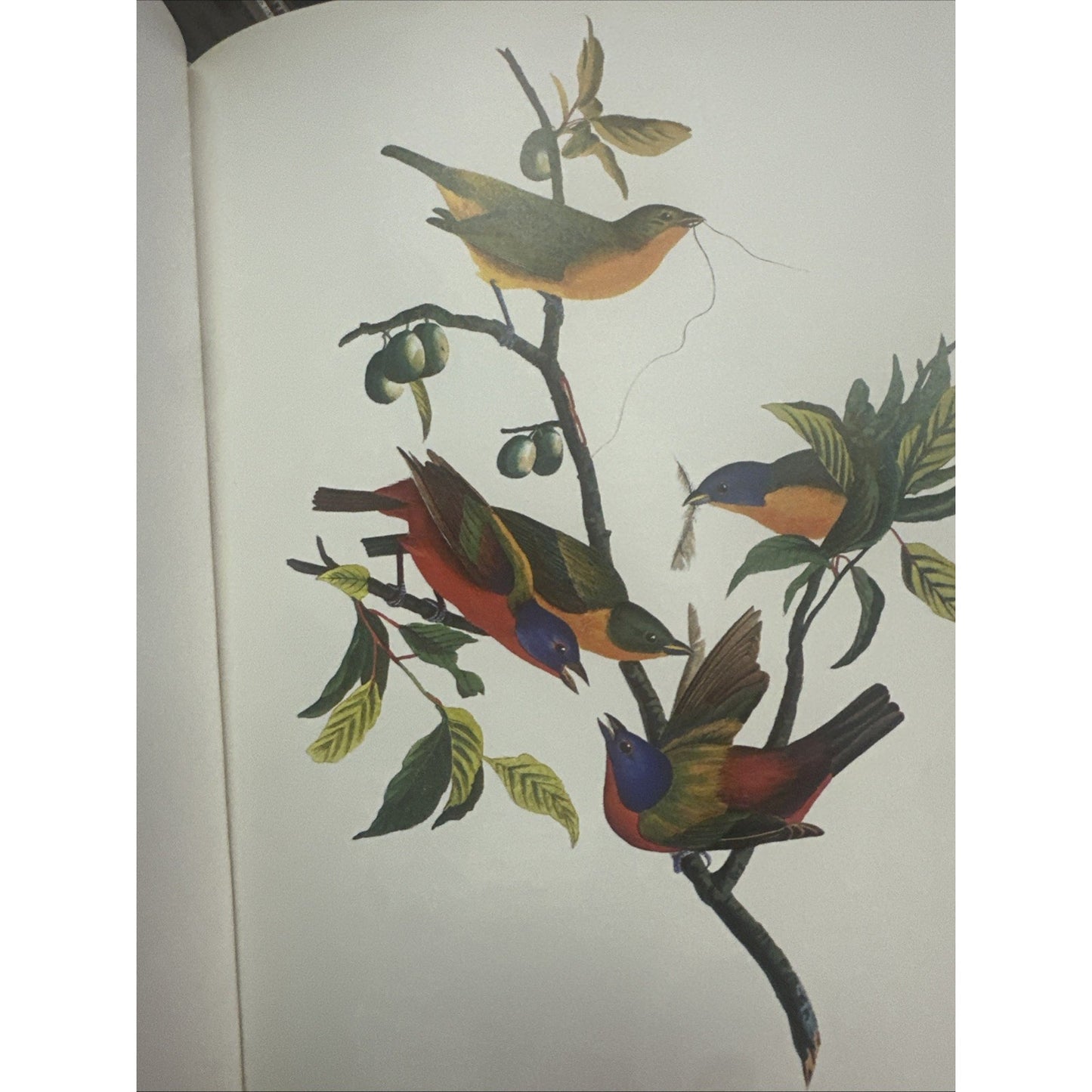 102 Favorite Audubon Birds of America by Random House Value Publishing Staff...
