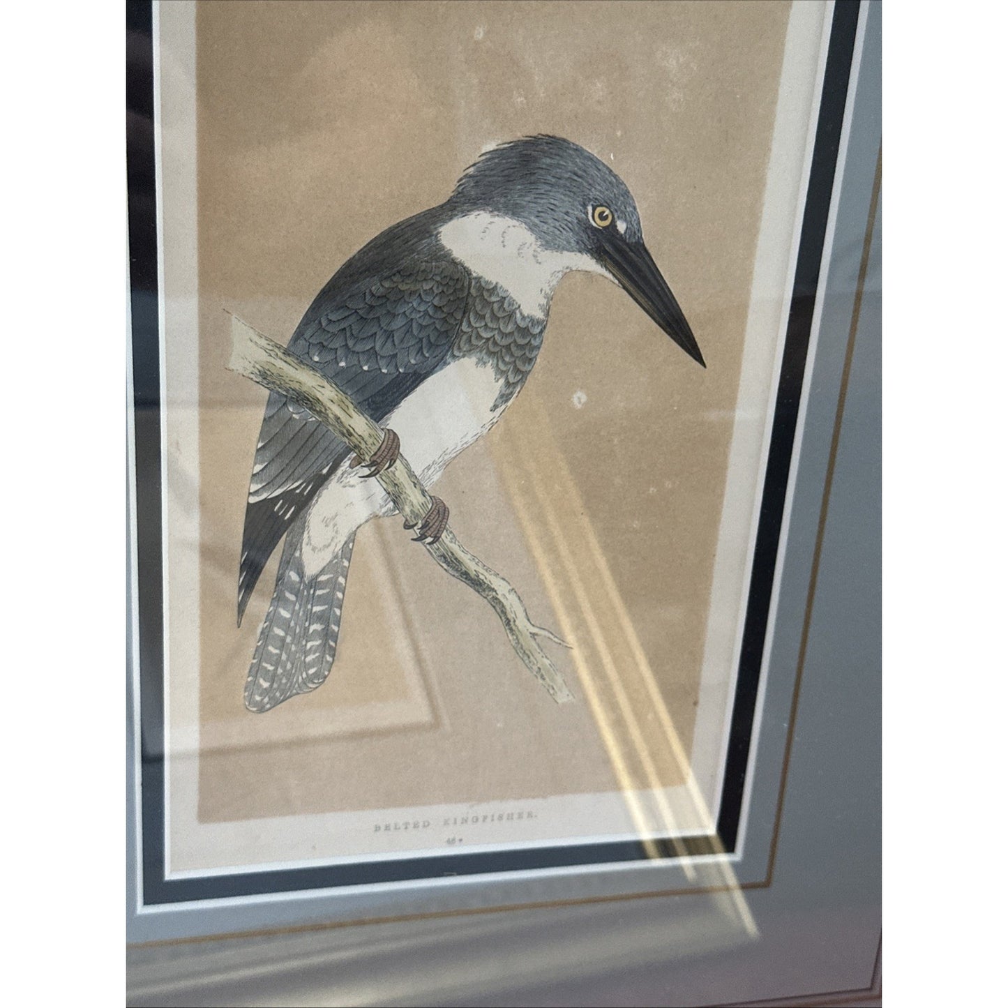 Two Framed Original C. 1870 Print & Description - Morris' British Birds