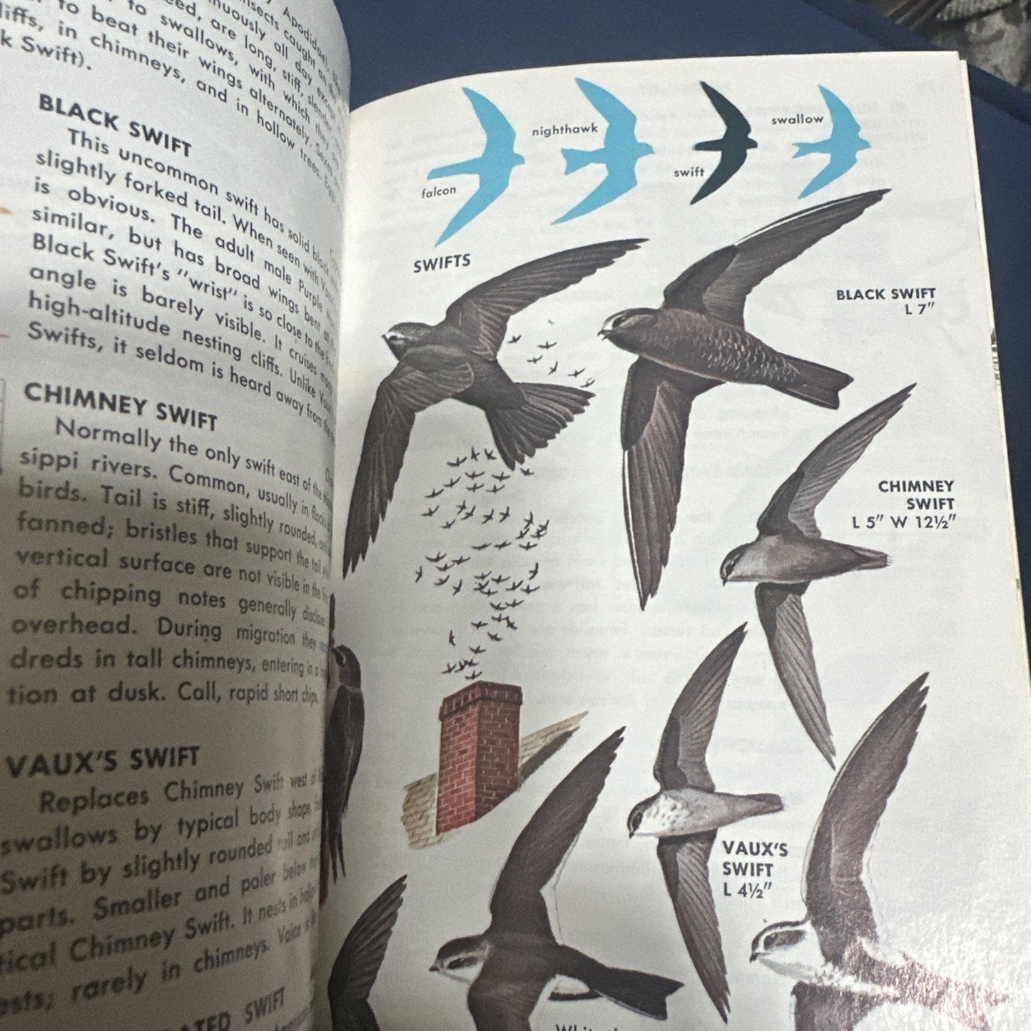 A Guide to Field Identification of Birds in North America Paperback 1966