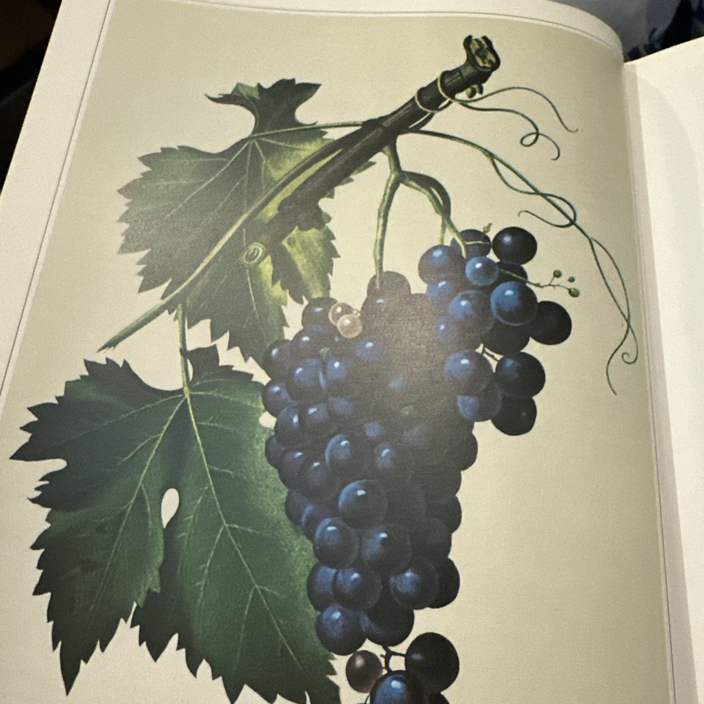 The World Atlas of Wine By Hugh Johnson Hardcover