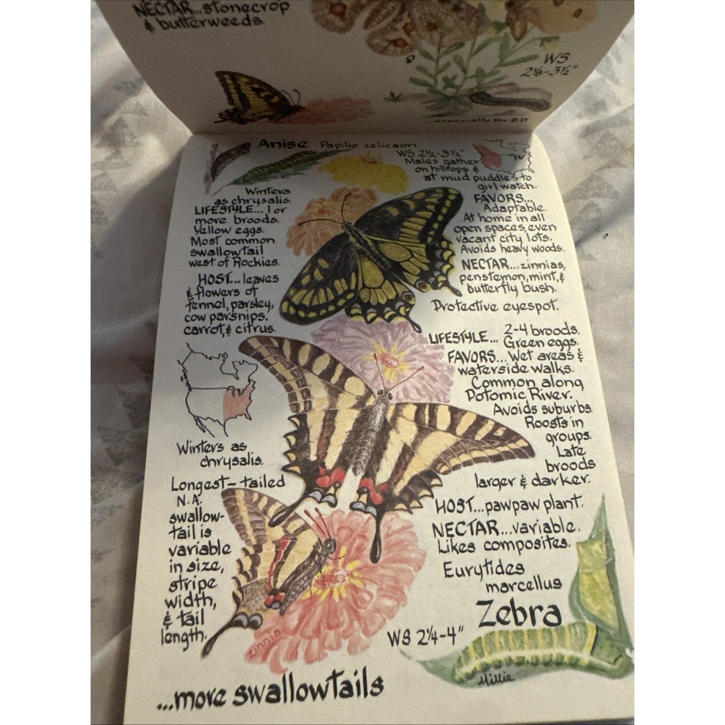 PAINTED LADIES: BUTTERFLIES OF NORTH AMERICA By Millie Miller/Cyndi Nelson 1993