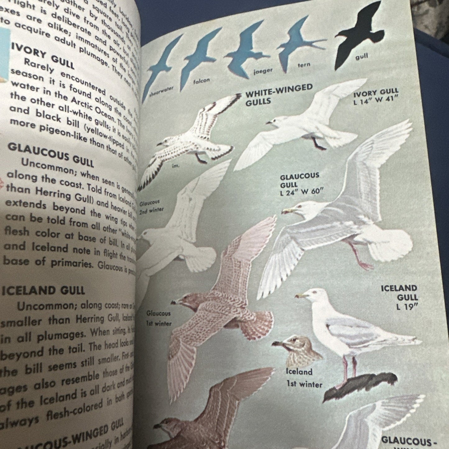 A Guide to Field Identification of Birds in North America Paperback 1966