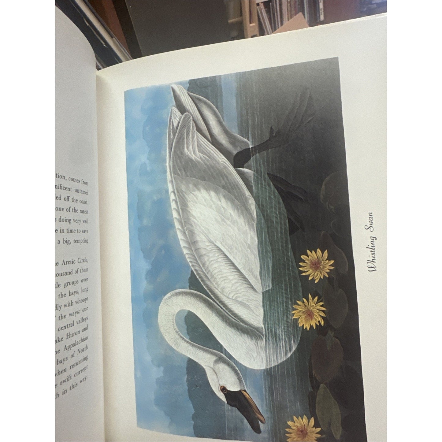 102 Favorite Audubon Birds of America by Random House Value Publishing Staff...