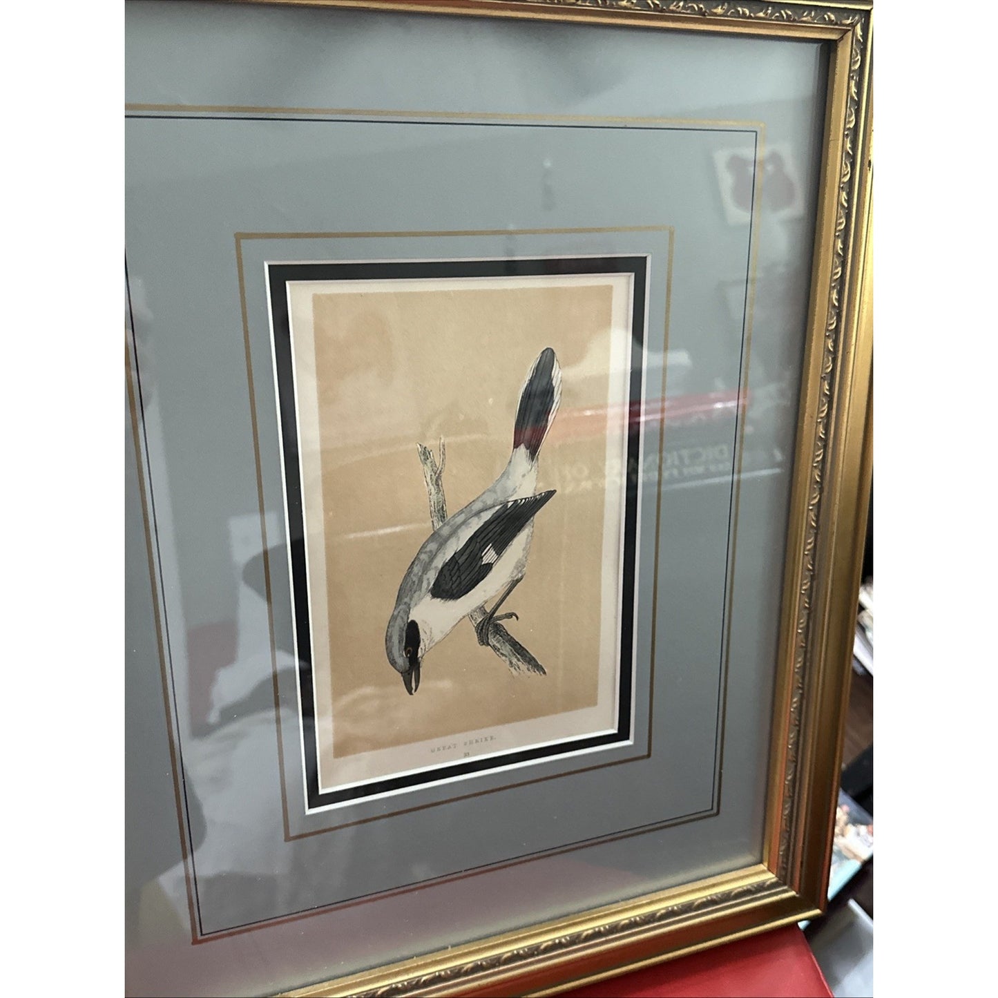 Two Framed Original C. 1870 Print & Description - Morris' British Birds