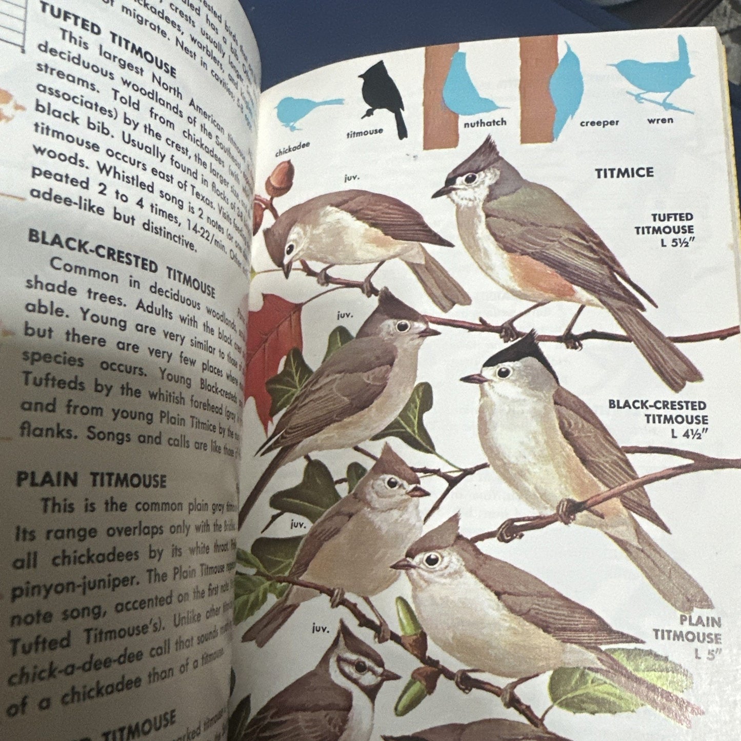 A Guide to Field Identification of Birds in North America Paperback 1966