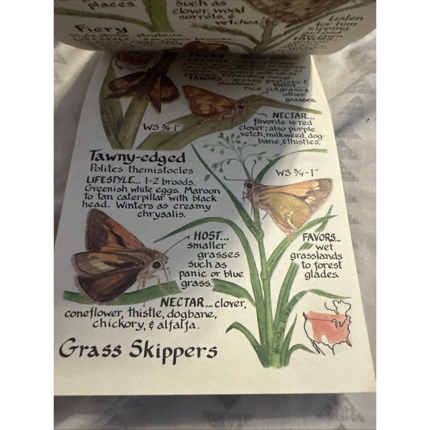 PAINTED LADIES: BUTTERFLIES OF NORTH AMERICA By Millie Miller/Cyndi Nelson 1993
