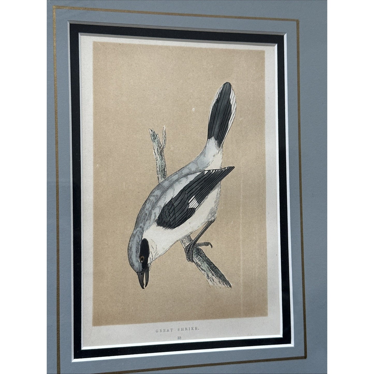 Two Framed Original C. 1870 Print & Description - Morris' British Birds