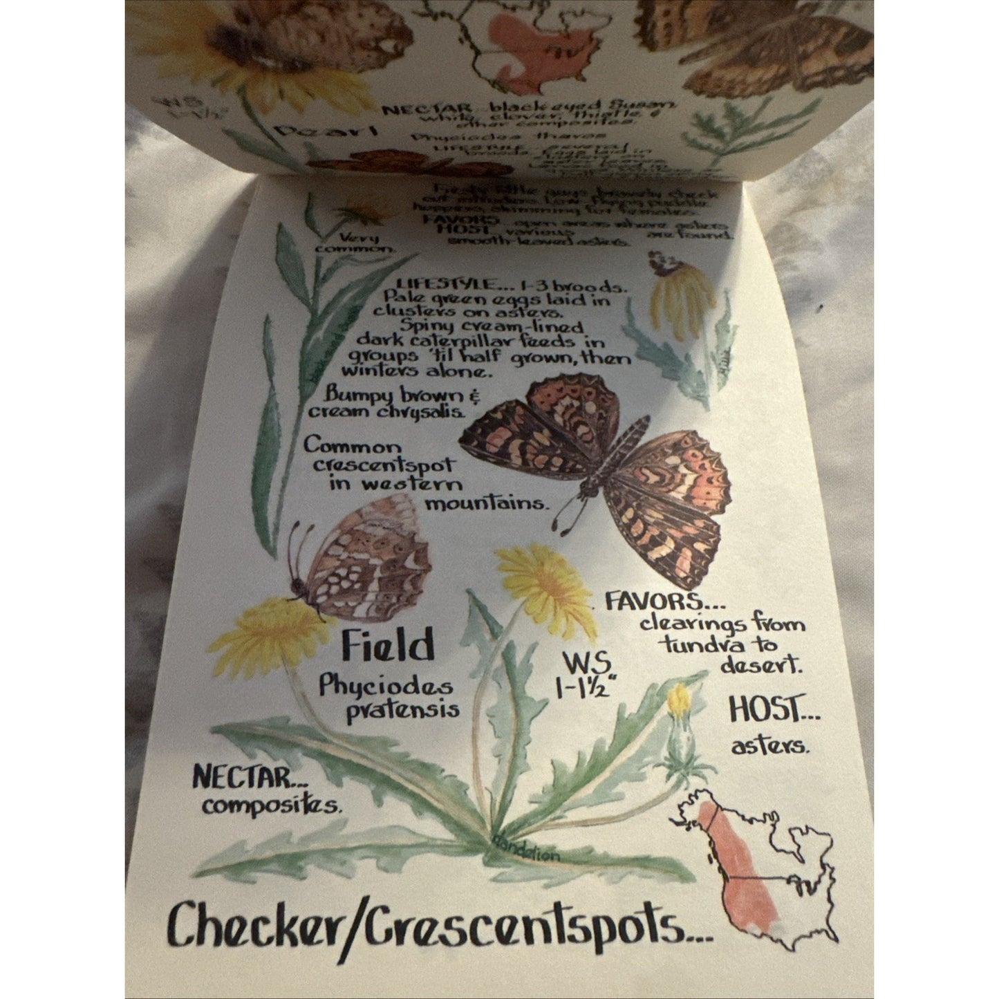 PAINTED LADIES: BUTTERFLIES OF NORTH AMERICA By Millie Miller/Cyndi Nelson 1993