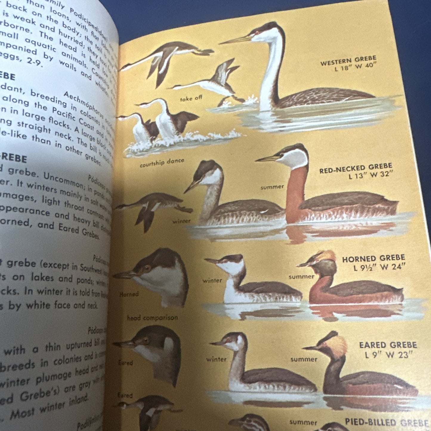 A Guide to Field Identification of Birds in North America Paperback 1966
