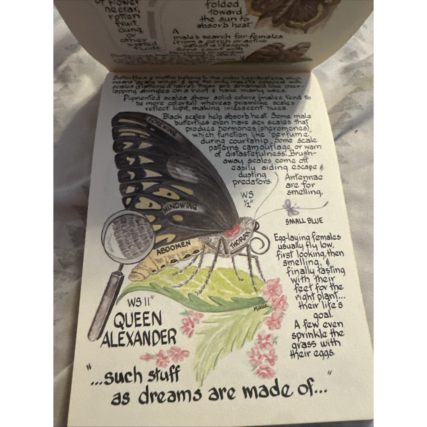 PAINTED LADIES: BUTTERFLIES OF NORTH AMERICA By Millie Miller/Cyndi Nelson 1993