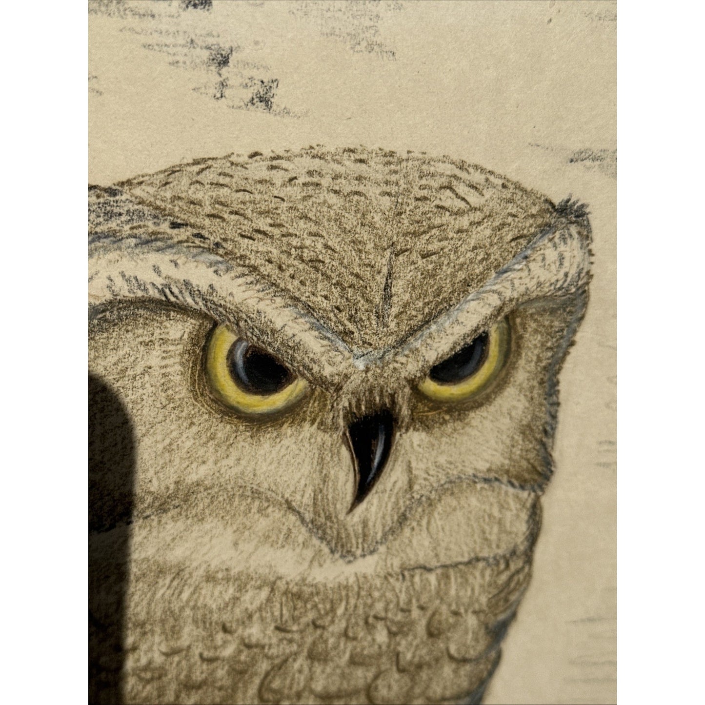 Beautiful Vintage Sketch Barn Owls, Signed David Shepard 29 x 25 One Of A Kind
