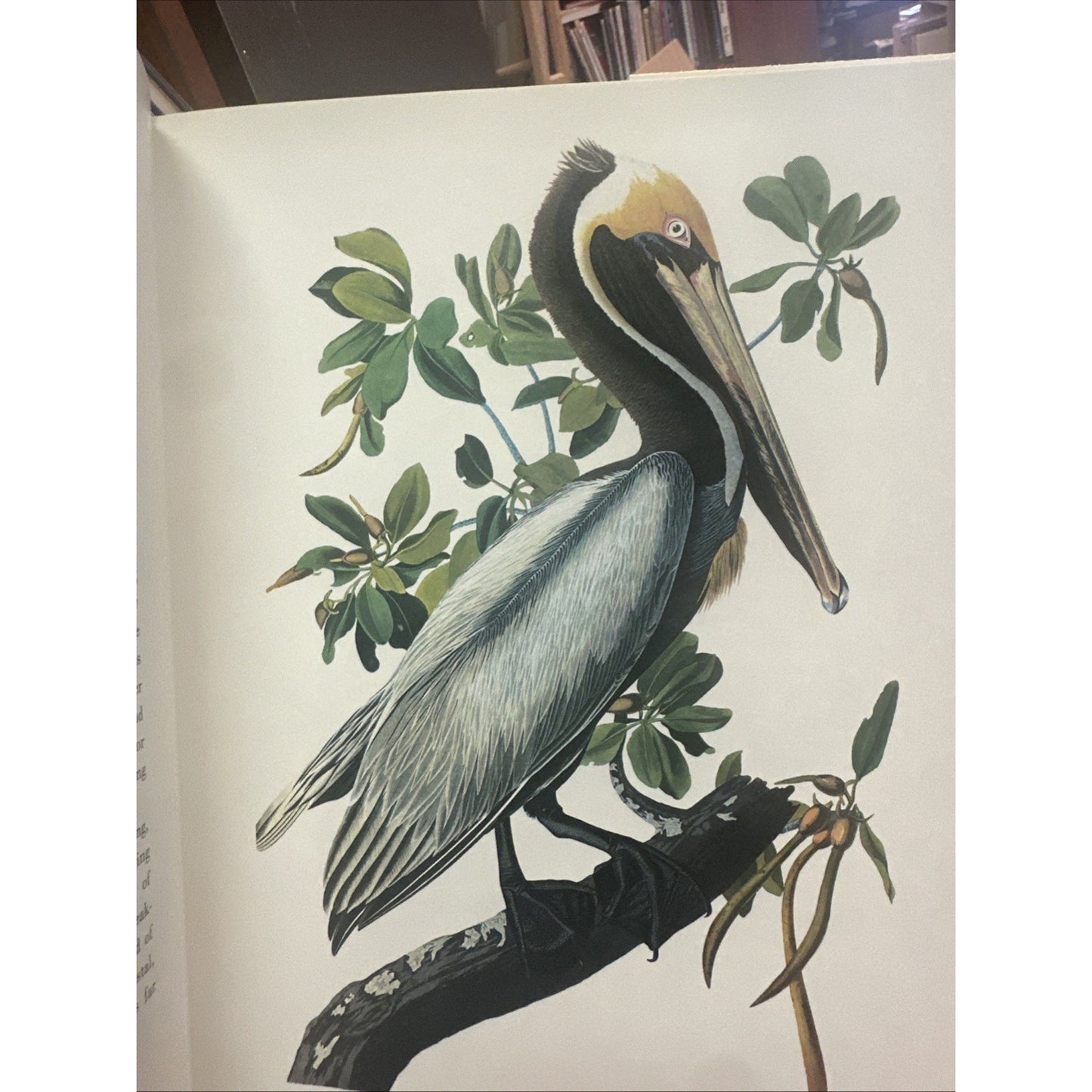 102 Favorite Audubon Birds of America by Random House Value Publishing Staff...