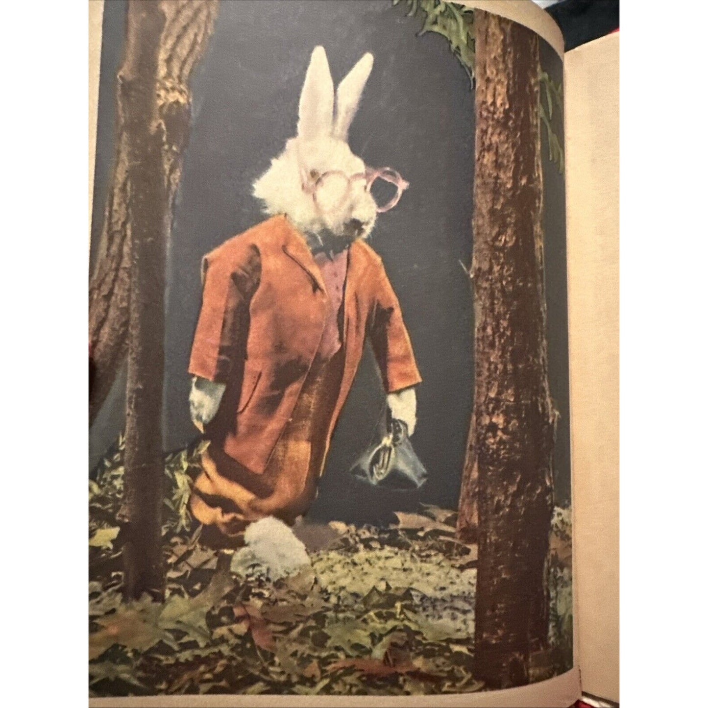 Three Little Bunnies : A Real Live Animal Book. Tip-Top Elf Book by Ruth Dixon