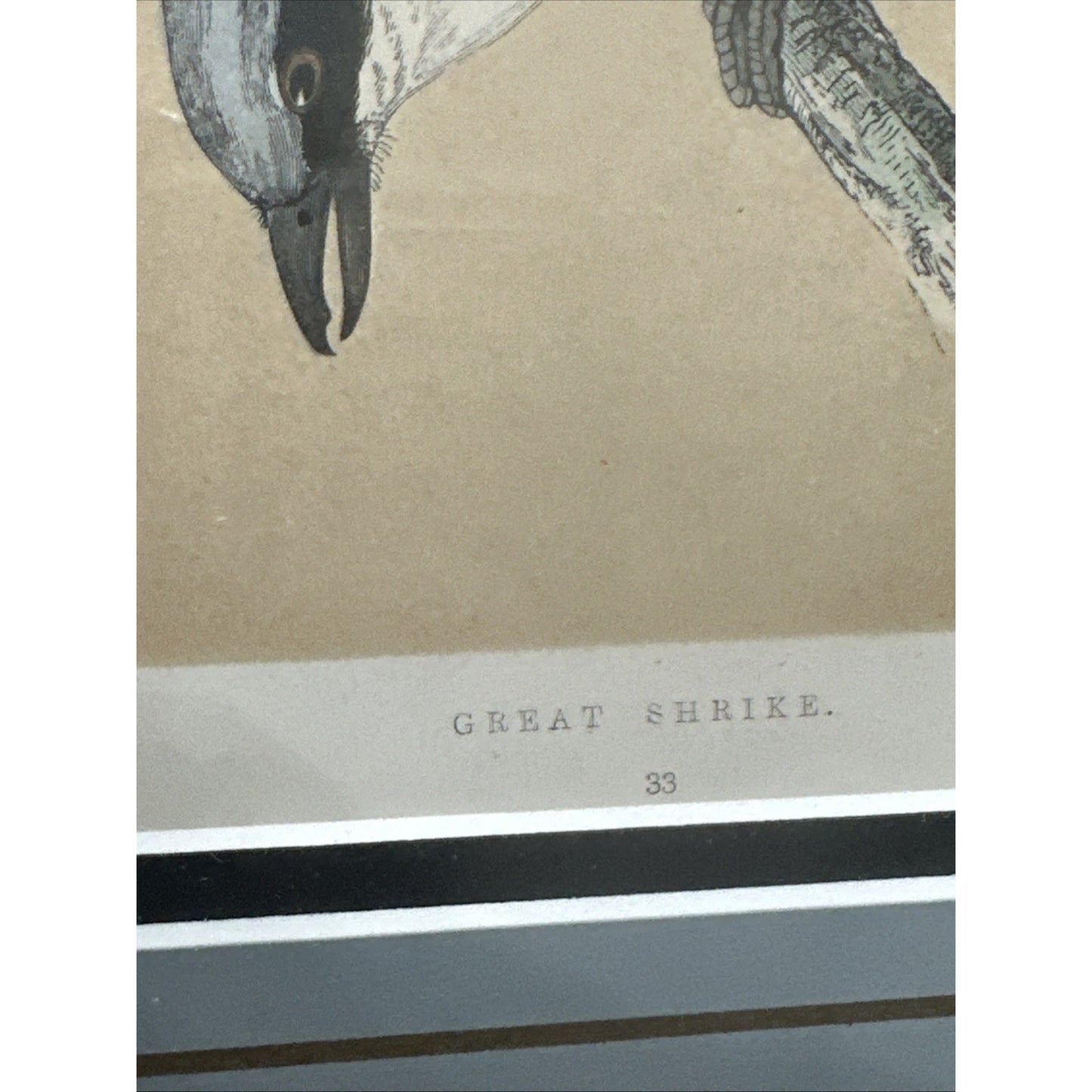 Two Framed Original C. 1870 Print & Description - Morris' British Birds